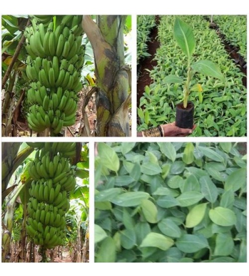 Balaji Tissue Culture Banana Plants - Grand-9 (Polybag)